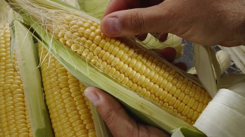 Hands Peeling Fresh Corn on the Cob
