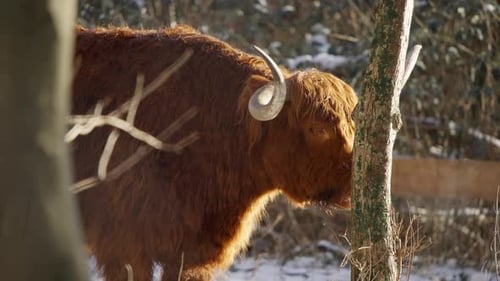 Highland Cow in a Snowy, Wintery Forest