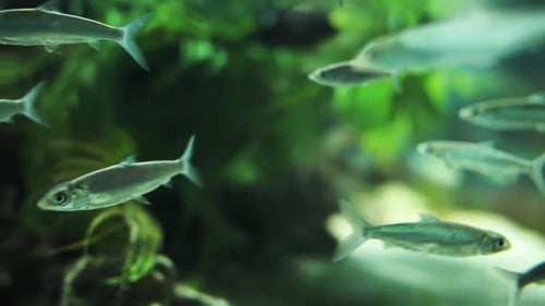 Fishes Swimming in Large Aquarium with Green Plants