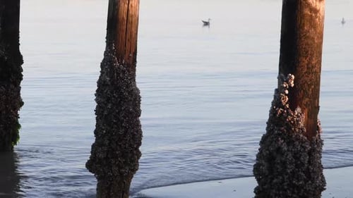 Zwei Möwen schwimmen kurz nach Sonnenaufgang hinter alten, im Meer versunkenen Holzstangen aufeinander zu.