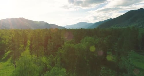 Aerial View Low Flight Above Evergreen Pine Tree Landscape with Endless Mountain Forest at Sunny