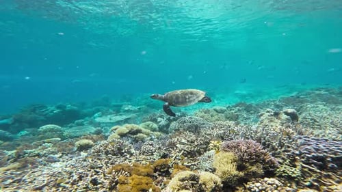 Close-up of A hawksbill sea turtle swimming gracefully over a vibrant coral reef.
