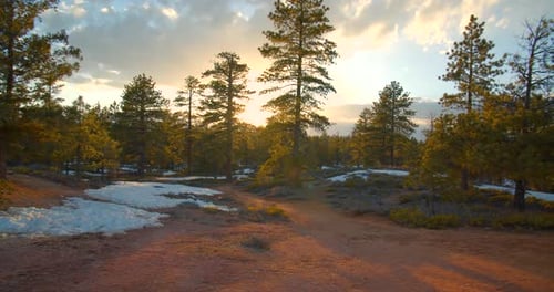 Sun Coming Through the Trees in National Forest, Sunset Angle