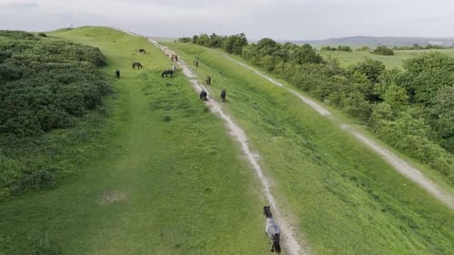 Vista aérea do campo em cavalos em uma reserva natural em West Sussex, Reino Unido