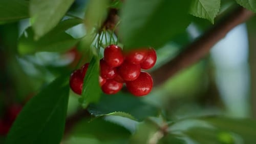 Red Cherry Fruit Hanging on Branch Tree Closeup. Close Up Wet Tasty