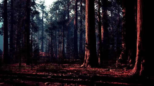 Mysterious Sequoia Forest Illuminated By Soft Light During Early Morning Hours