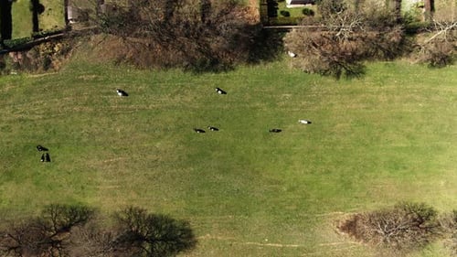 Aerial Shot of Cows Grazing on a field