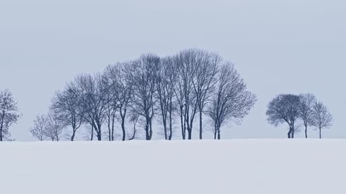 Silhouettes of trees in winter time on a snowy field