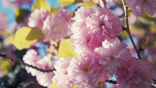 Captivating shot showcasing the delicate pink cherry blossoms in full bloom, with sunlight filtering