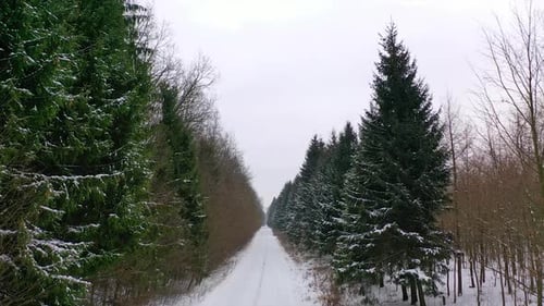 Winter landscape. Young coniferous tree near the snowy road.