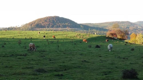 Cows Grazing on Green Grassy Hillside