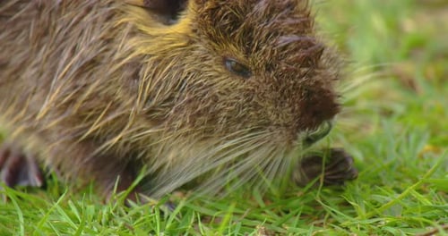 La rata de agua húmeda o rata almizclera se arrastra por la tierra en busca de alimento de la familia Nutria en las aves acuáticas de hierba verde
