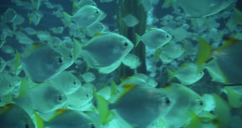 A dense school of fish with yellow-tipped fins swimming closely in a well-lit aquarium, creating a m