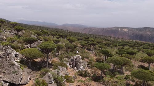 Explorer Enjoying the View in the Dragon's Blood Tree Forest on Socotra Island
