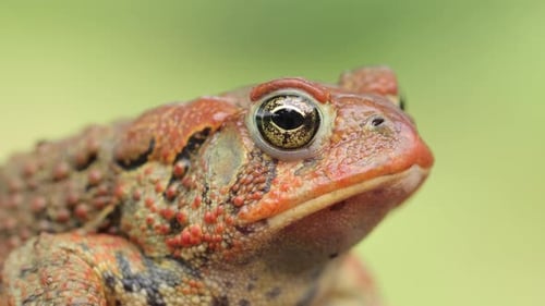 Close-up shot of an American Toad