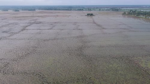 Water lily pond river sea,Water lily blooming,Beautiful aerial shot,group,Blossom ,field