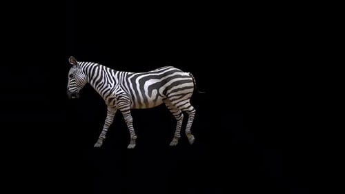 Animated Walking Zebra on Alpha Channel