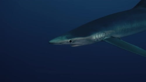 Large Blue Shark swimming alone through the blue water with light reflections near Pico Island