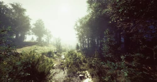 Sunlight Filters Through Trees in a Serene Forest During Late Morning Hours