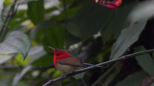Ein purpurroter Sonnenvogel, der auf einem kleinen Ast in einem Busch thront.