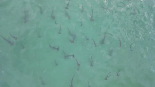A school of juvenile Hammerhead sharks hunting for prey in the shallow ocean water. Drone view