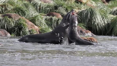 Playful Seals Interacting in Shallow Water