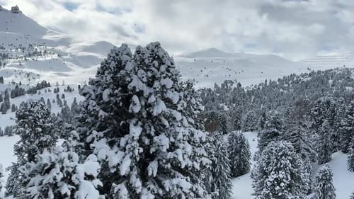 Snowy Mountains and Pine Trees in Winter