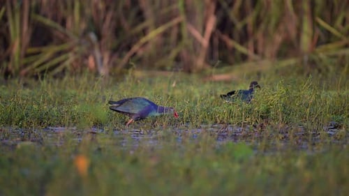 Grey hooded Swamp hen in wetland