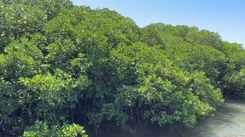Mangrove Tree and Beach