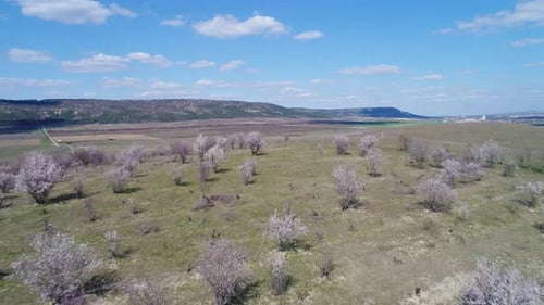 Blooming Almond Trees Landscape in Spring Season