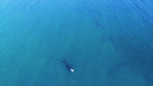 Whales swimming in the immense sea of Patagonia - Aerial wide orbital shot