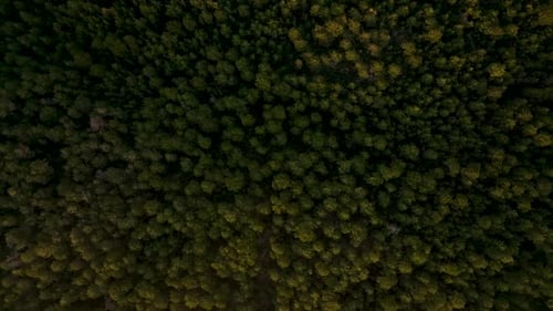 Beautiful Aerial View of the Forest on the Hill with Mountains