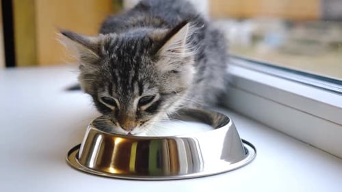 Grey Kitten Laps Milk from Dish
