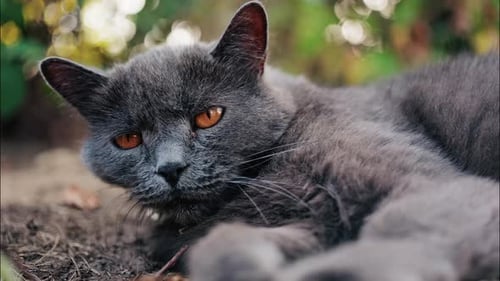 Close up of a grey British Shorthair cat with orange eyes lies on the ground, looking directly at th
