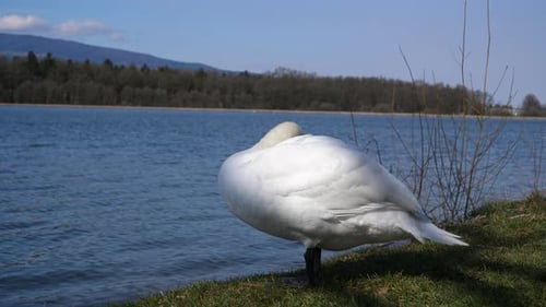 Weißer Schwan, der an einem Flussufer steht und seine weißen Federn pflegt und kräuselt.