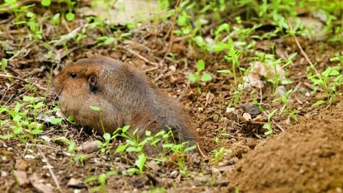 Gopher saindo de seu buraco para comer.