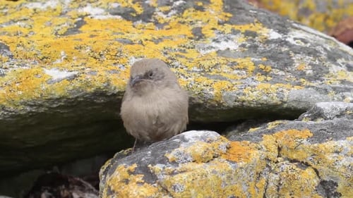Small Brown Bird Standing on Rock With Lichen