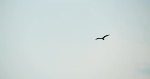 Hawk Flying Above South Carolina Wetlands, 4k