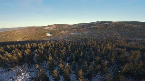 Forest in Winter Time