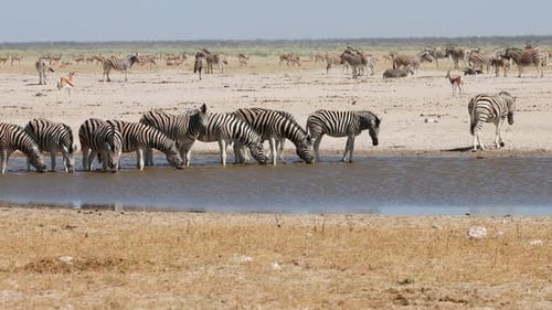 African Wildlife At A Waterhole, Etosha National Park