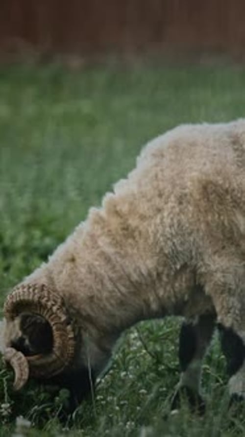 Welsh Mountain Sheep Grazing Calmly