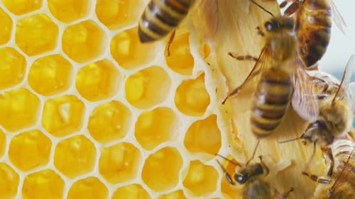 Extreme Closeup of Bees Making Organic Honey in Beehive in Honeycombs Beauty of Nature Little