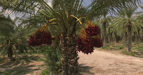 Date palm trees with clusters of ready for harvest Red Dates and blue cloudy sky in the background.