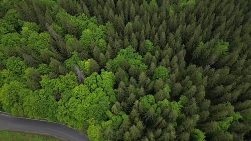 Lush Green Forest and Winding Road Aerial View