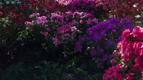 Close Up of Multicolored Azalea Flowers Blooming in Greenhouse