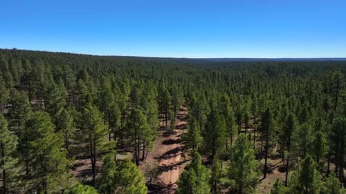 Aerial view of forest trees in Happy Jack, United States.