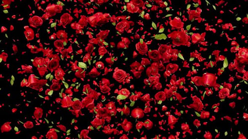 Red Rose Explosion 01 HD