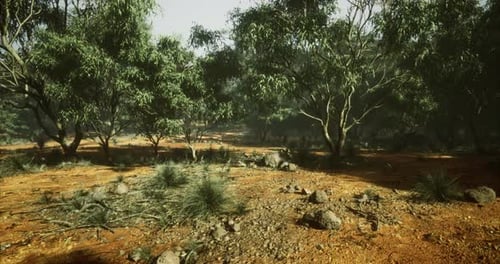 Vibrant Natural Landscape Showcasing Diverse Flora and Rocky Terrain Near Dusk