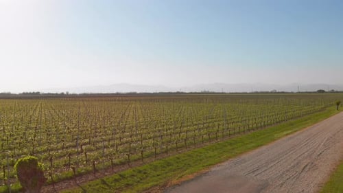 Aerial boom-up revealing vast orderly rows of grapevines in expansive vineyard toward hazy distant