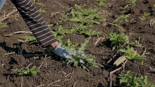 The Farmer Picks Weeds in the Garden